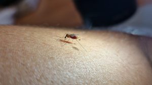 Un estudio analiza la distribución de los mosquitos transmisores de la malaria en España