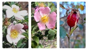 Descubren en Canarias tres nuevas especies de rosas silvestres