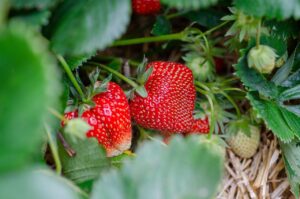 Un proyecto europeo fabricará bioenvases alimentarios a partir de desperdicios de fresas