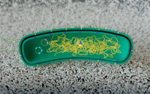 Bacterias que aprenden a degradar plásticos sin ADN externo: revolución biotecnológica made in Spain