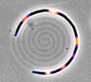 Descubren una ‘memoria mecánica’ en bacterias E. coli, clave para comprender la resistencia a los antibióticos